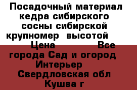 Посадочный материал кедра сибирского (сосны сибирской) крупномер, высотой 3-3.5  › Цена ­ 19 800 - Все города Сад и огород » Интерьер   . Свердловская обл.,Кушва г.